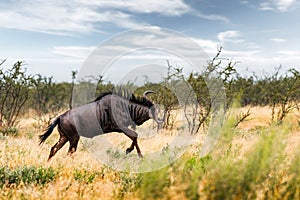 Large african antelope Gnu running in yellow dry grass