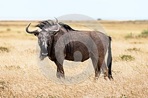 Large african antelope Gnu walking in yellow dry grass