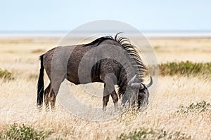 Large african antelope Gnu walking in yellow dry grass