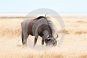 Large african antelope Gnu walking in yellow dry grass