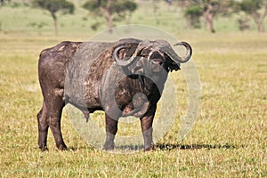 Large African Buffalo