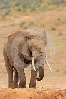 Large African bull elephant in natural habitat, Addo Elephant National Park, South Africa