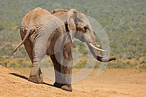 A large African bull elephant in natural habitat, Addo Elephant National Park, South Africa photo