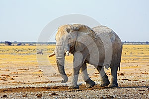 Large  African  Bull Elephant walking across the plains