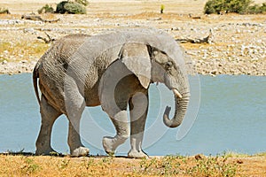 Large African bull elephant at a waterhole, Etosha National Park, Namibia
