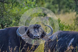 Large African cape buffalo or Syncerus caffer caffer in a game reserve in South Africa