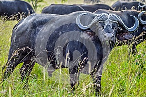 Large African cape buffalo or Syncerus caffer caffer in a game reserve in South Africa