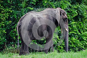 Large African Elephant