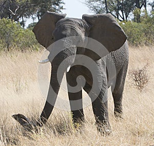 Large African elephant