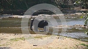 A large african elephant bathes in river or lake. Slow motion