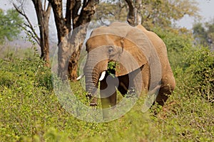 Large African elephant bull feeding, Kruger National Park, South Africa