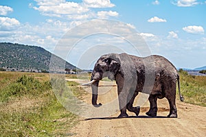 Large African Elephant Crossing Road in Kenya