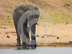 Large African elephant drinking water from a lake in South Africa.