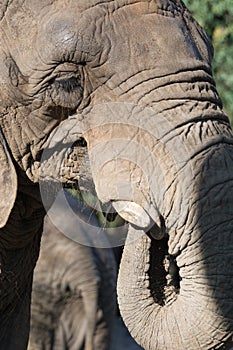 Large african Elephant drinking water