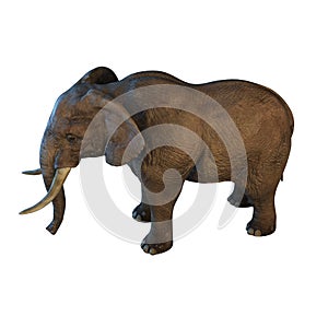 Large African Elephant isolated on white background 3d illustration