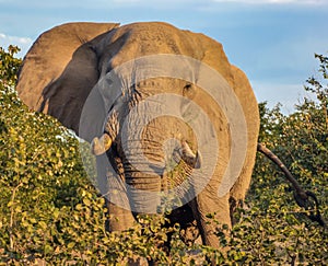 Large African elephant with long tusks is actively walking through the bushes