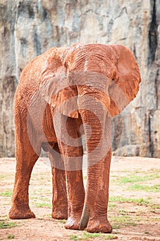 Large African elephant (Loxodonta africana)