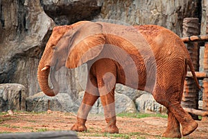 Large African elephant (Loxodonta africana)