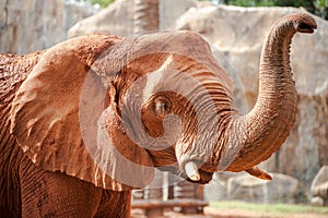 Large African elephant (Loxodonta africana)