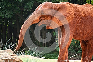 Large African elephant (Loxodonta africana)