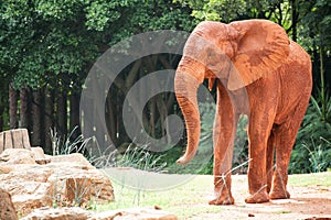 Large African elephant (Loxodonta africana)