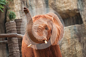 Large African elephant (Loxodonta africana)