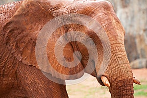 Large African elephant (Loxodonta africana)