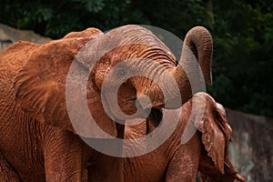 Large African elephant (Loxodonta africana)