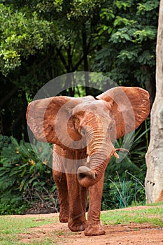 Large African elephant (Loxodonta africana)