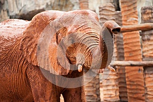 Large African elephant (Loxodonta africana)