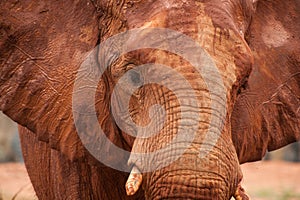 Large African elephant (Loxodonta africana)