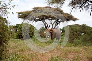 Large African elephant in a national park.