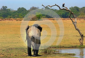 Large African Elephant standing next to a tree with a fish eagle perched at the top - south luangwa national park