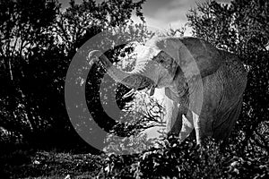 African elephant with trunk raised