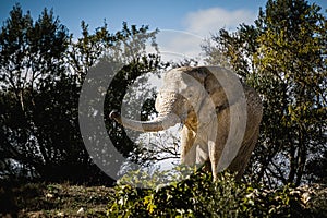 African elephant with trunk raised