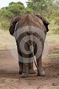 large African Elephant walking away