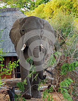 Large African Elephant walking through camp in South Luangwa National Park, Zambia