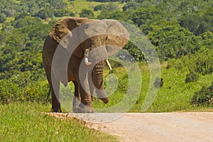 Large african elephant walking on a gravel road