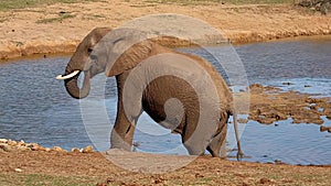 Large African elephant walking at a waterhole