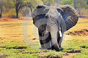 Large african elephants with ears extended standing in alush green lagoon in south uangwa national park, zambia