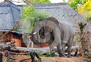 Large African Elphant looking for seasonal Mango fruit in safari camp, south Luangwa National Park, Zambia