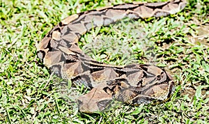 Large African Gaboon Viper snake ( bitis gabonica rhinoceros),En