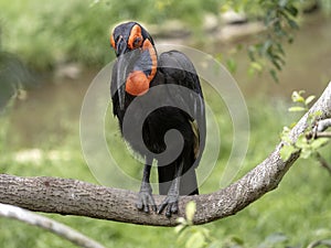 Large African hornbill Southern ground, Bucorvus leadbeateri, collects food on the ground