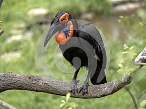 Large African hornbill Southern ground, Bucorvus leadbeateri, collects food on the ground