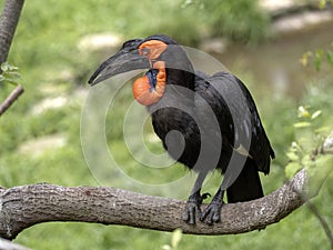 Large African hornbill Southern ground, Bucorvus leadbeateri, collects food on the ground