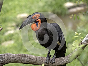 large African hornbill Southern ground, Bucorvus leadbeateri, collects food on the ground