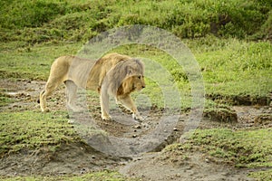 Large African lion walking through Serengeti plains