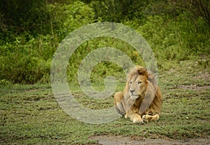Large African male lion laying in grassland of Africa