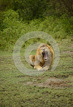 Large African male lion roaring