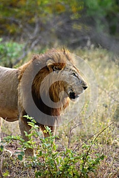 Large African Male Lion